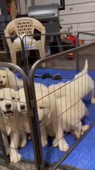 Stunning KC Reg. Golden Retriever Puppies For Sale in London