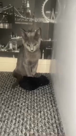 Russian Blue Kittens 2 Left. GCCF Registered in Sheffield