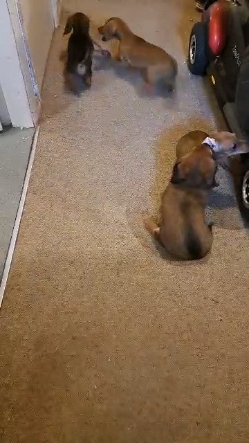 puppies in Telford and Wrekin