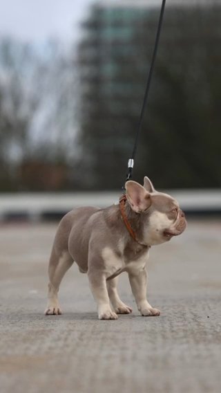TJ newshade fluffy carrier STUD in Colchester