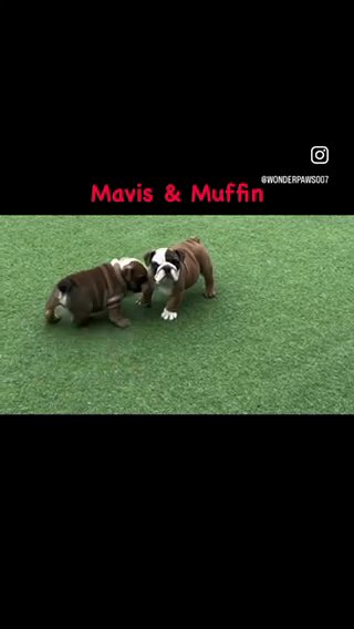 Quality English Bulldog pups available now in Derby