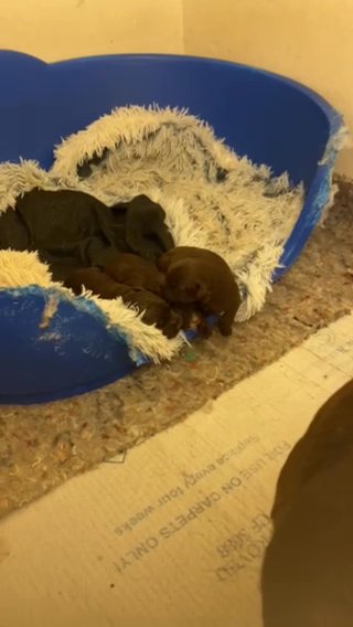 COCKERPATTERPOO,S Chocolate in Sheffield