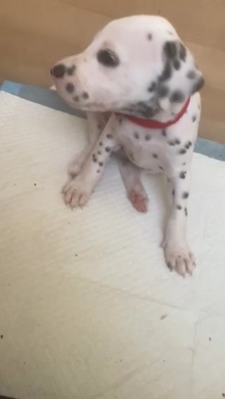 12 Dalmatian Puppies in Bury