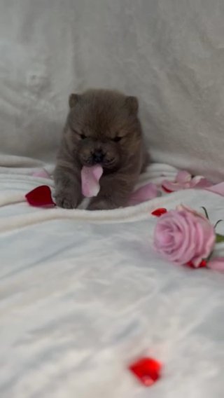 Chow Chow Puppy in London