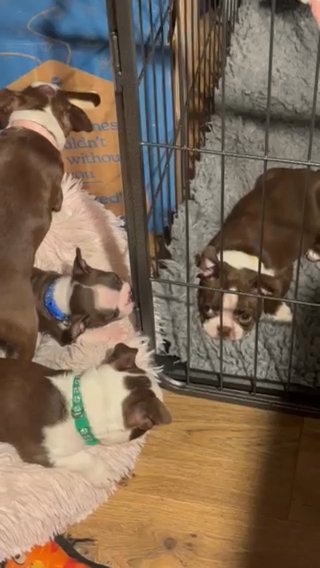 *Ready Now* Brown Boston Terrier Pups ❤️ in South Somerset
