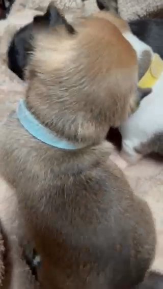 Chihuahua Puppies in Peterborough