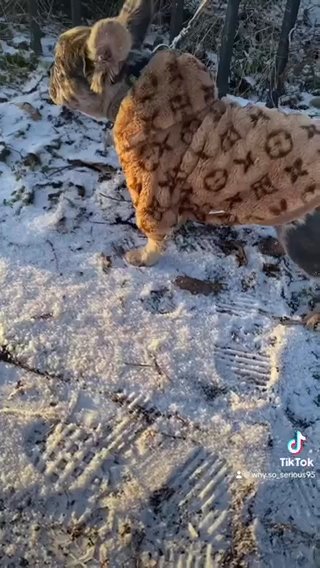 Male Fluffy French Bulldog in Staffordshire