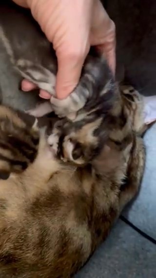 Amiable Bengal Mix Kittens in Waverley