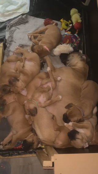 Mastiff X French Mastiff Puppies For Sale in London