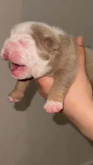 KC English Bulldog Pups in Lincoln