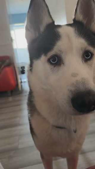 Husky in Basildon