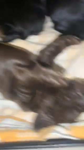 Cocker spaniels. Working Cockers Mixed Littler in Salford