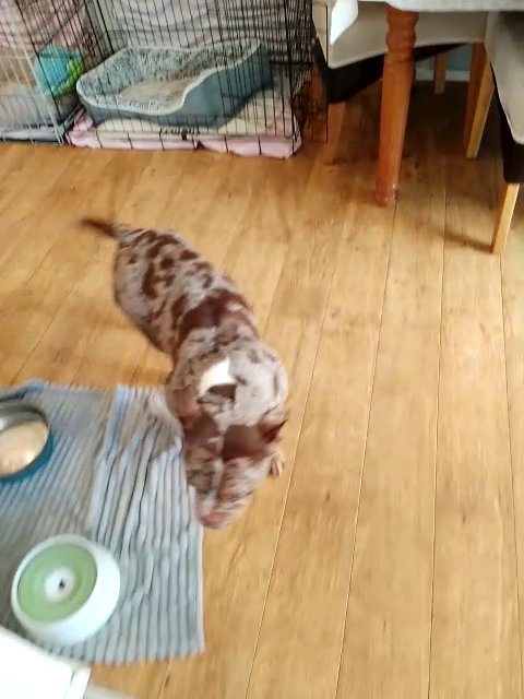 American Pocket Bully in Somerset