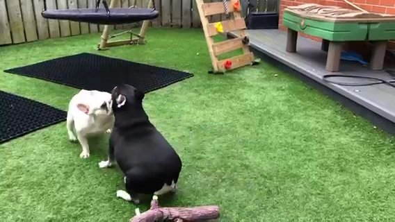 2 Female Kc French Bulldogs £300 Each in Blackpool