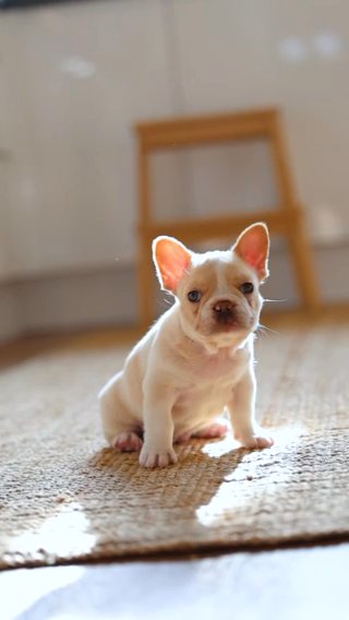 BEAUTIFUL FRENCH BULLDOG PUPPY LOOKING FOR HER FOREVER HOME!! in Birmingham