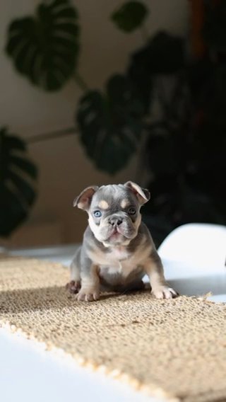 BEAUTIFUL FRENCH BULLDOG LOOKING FOR HER FOREVER HOME!! in Birmingham