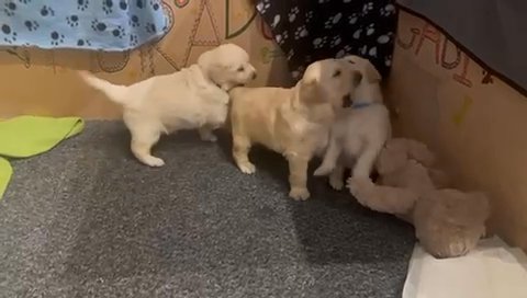 Beautiful Golden Retrievers Puppues in York