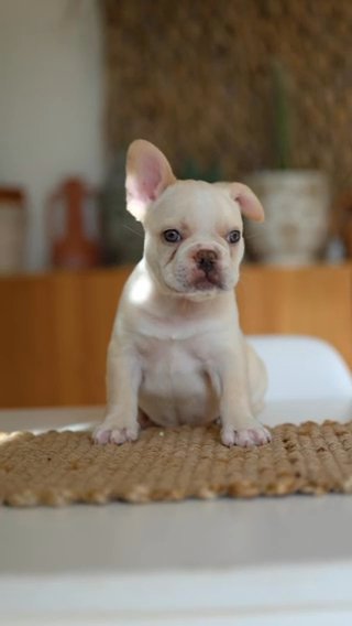 BEAUTIFUL FRENCH BULLDOGS LOOKING FOR THEIR 5* FOREVER HOMES!! in Birmingham