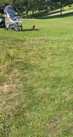 Miniature dachshund Long Haired in Manchester