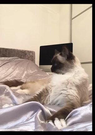 Ragdoll For Sale in Gwynedd