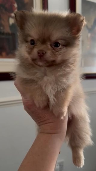 Quality  Pomchi in Coventry