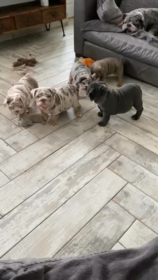 Merle British Bulldogs in County Durham