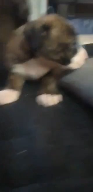 2 male 1 female pups for sale in Birmingham