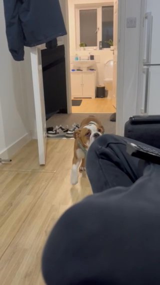 Bulldog Puppy in Kingston upon Hull