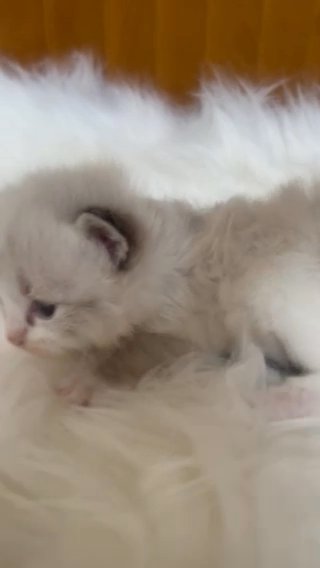PearlDolls Ragdoll Kittens!! in Lincoln