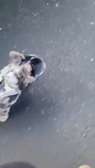 Visual Fluffy Merle Frenchie in Staffordshire
