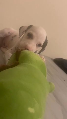 12 Dalmatian Puppies in Bury