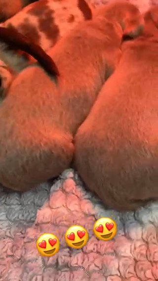 Quality Miniature Dachshunds in Nottingham