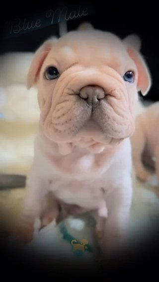 ?Horse Coat Velvet French Bulldog Pups Carrying Teatable ? in Glasgow