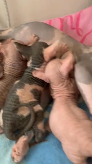Sell Bambino Male And Female. 1 Sphynx Male in Edinburgh