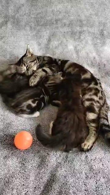 marble Bengal cross in London