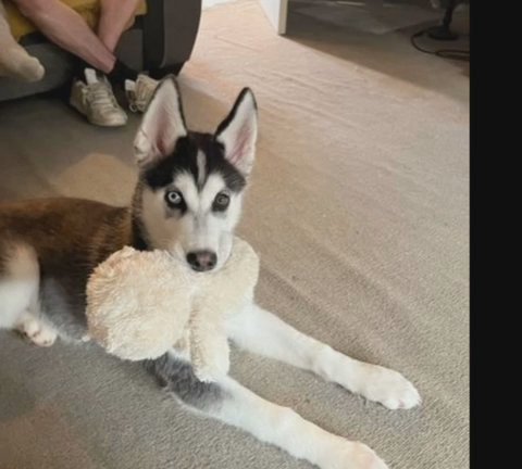 Husky Puppy in Kingston upon Hull