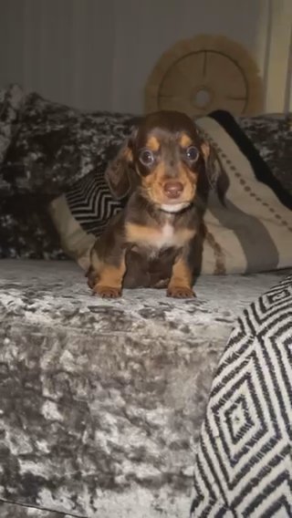 Miniature Dachshunds in Liverpool
