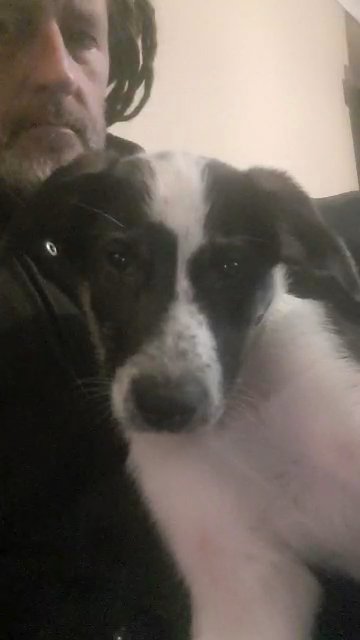 border collie male in Wyre Forest