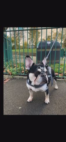 Quad Merle French Bulldog Stud For Sale in London