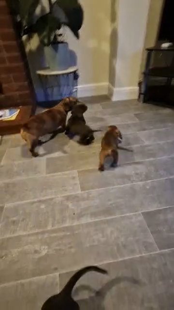 smooth miniature dachshund pups in Kent