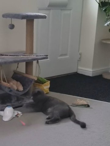 ASAP British Shorthair Female Cat in Worcester