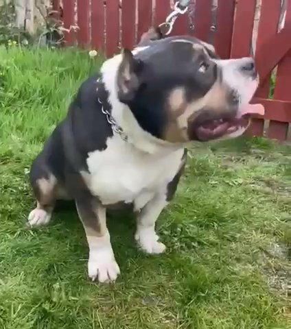 Pocket Male For Stud? in Rhondda Cynon Taf