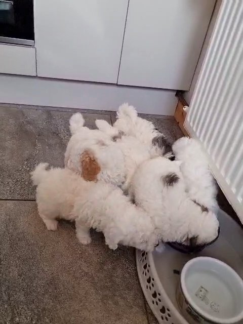 Havapoo Puppies in Aberdeenshire