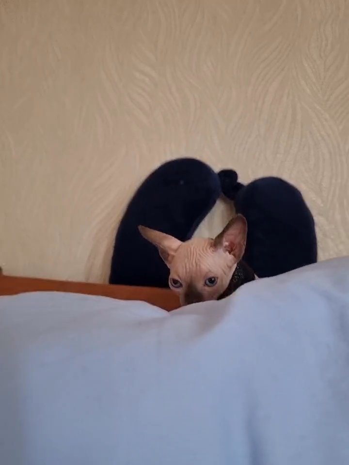 Pedigree Sphynx kittens in Aberdeenshire