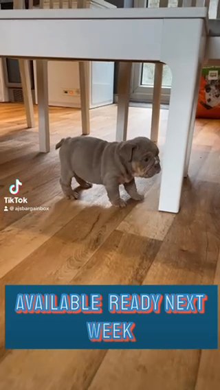 Quailty English Bulldog in Nottingham
