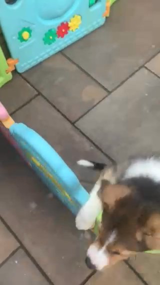 Collie Boy in Blackpool