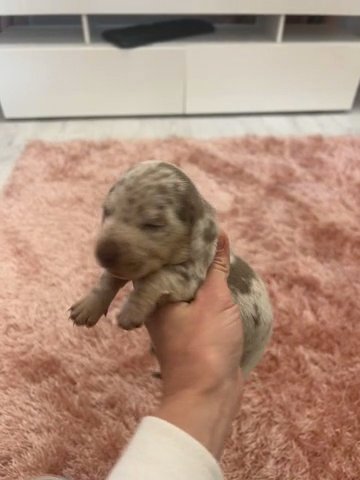 Miniature Dachshund Only 1 Female Left in Torfaen
