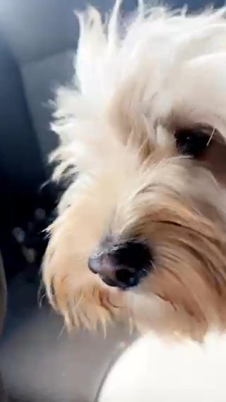 Cockerpoo Puppy in Kingston upon Hull