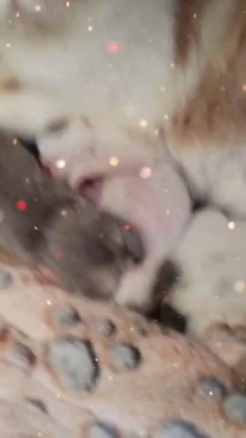 Pedigree exotic kittens in Cardiff