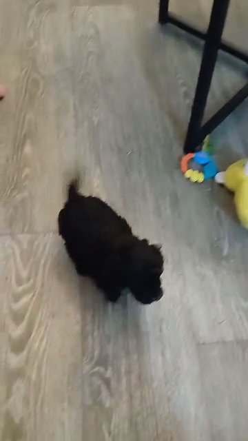 poochon puppies in Isle of Wight